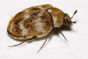 Bug múzeum - pest értékes kiállítások